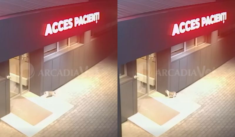 Pisica a mers singură la clinica veterinară din Iași