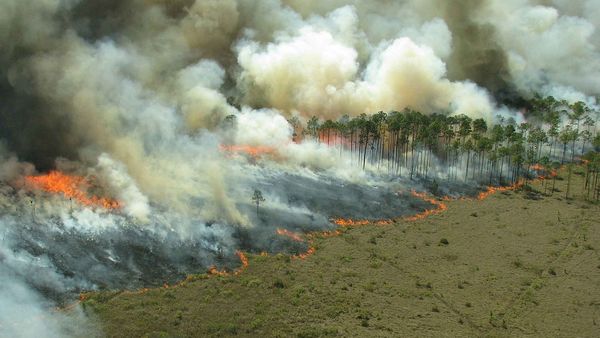 Cine este românul arestat în Grecia pentru incendierea unui teren de vegetație