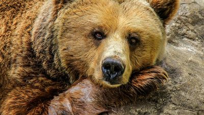 Decizia drastică luată în cazul tinerei ucise în Buşteni. Ce se întâmplă cu ursul care a sfâșiat-o