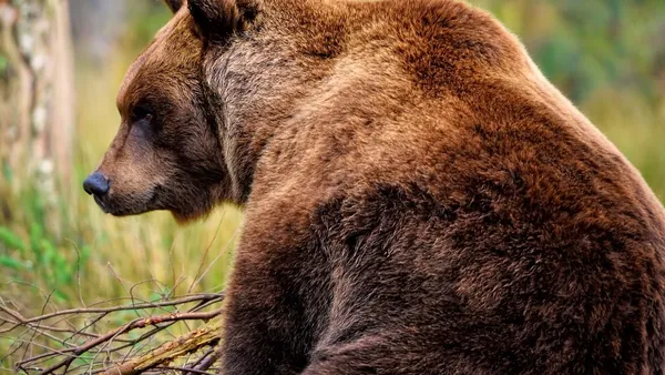 Amănunte absolut terifiante despre tragedia din Buşteni: "A fost o chestie cu care nu ne-am confuntat niciodată". Cum a încercat tânăra de 19 ani să se elibereze din colții ursului