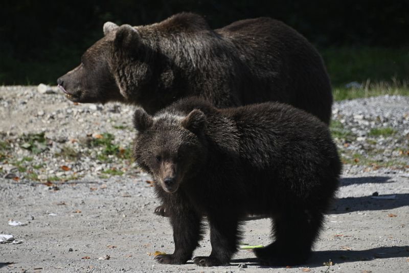 Klaus Iohannis, despre problema urșilor 