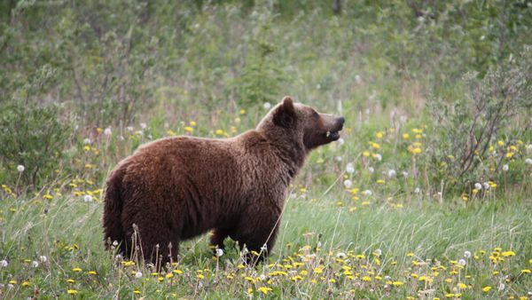 Motivul real al atacului ursului asupra tinerei de 19 ani. Ce au descoperit experții: ”Problema o face locul”