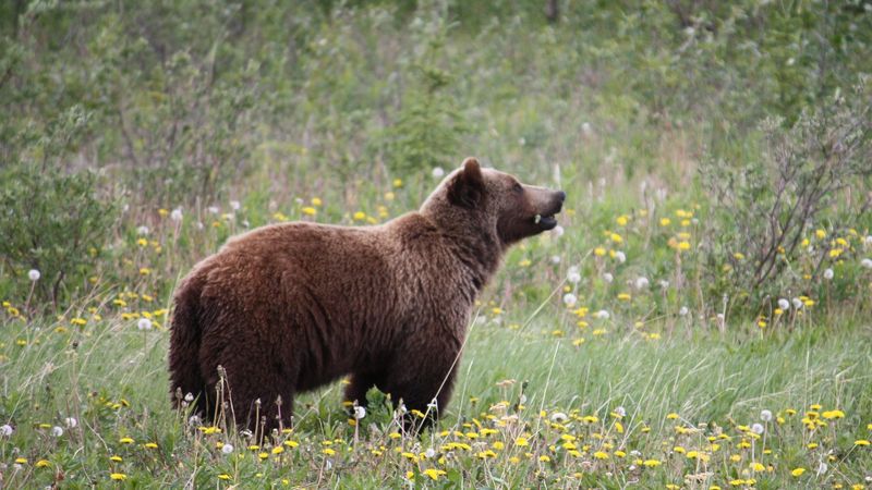 Motivul real al atacului ursului asupra tinerei de 19 ani. Ce au descoperit experții: &rdquo;Problema o face locul&rdquo;