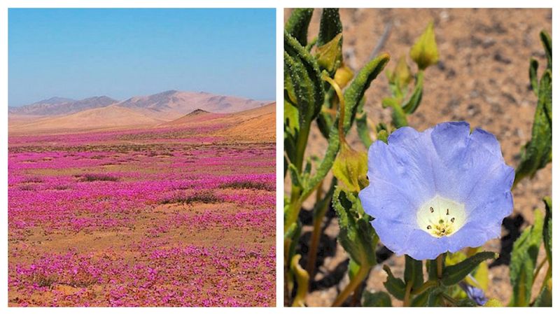 Deșertul Atacama acoperit de flori mov și albastre