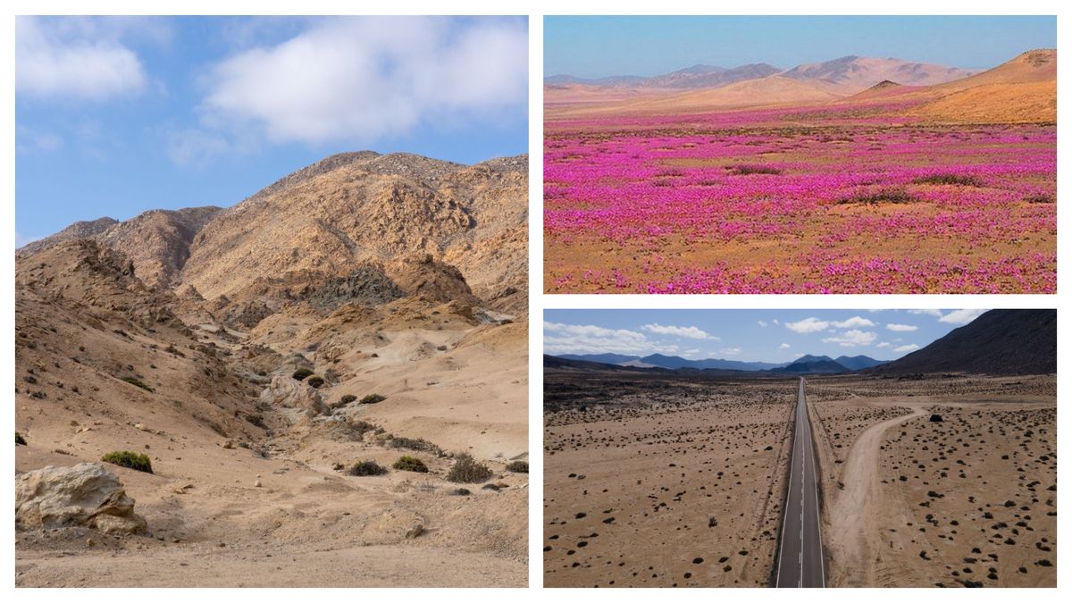 Explozie de culoare în deșertul Atacama 