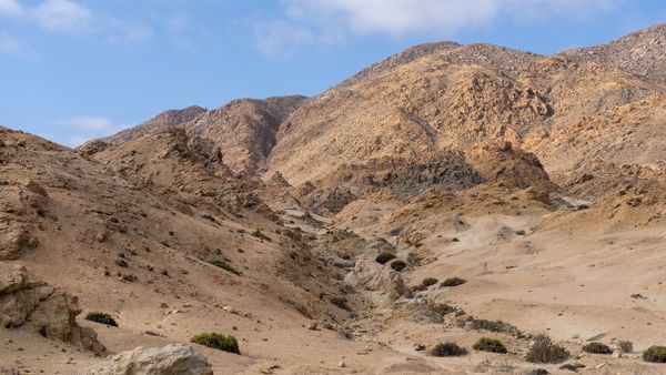 Milioane de flori &icirc;n cel mai arid deșert din lume! Un fenomen rar &icirc;n deșertul Atacama. Cum explică specialiștii