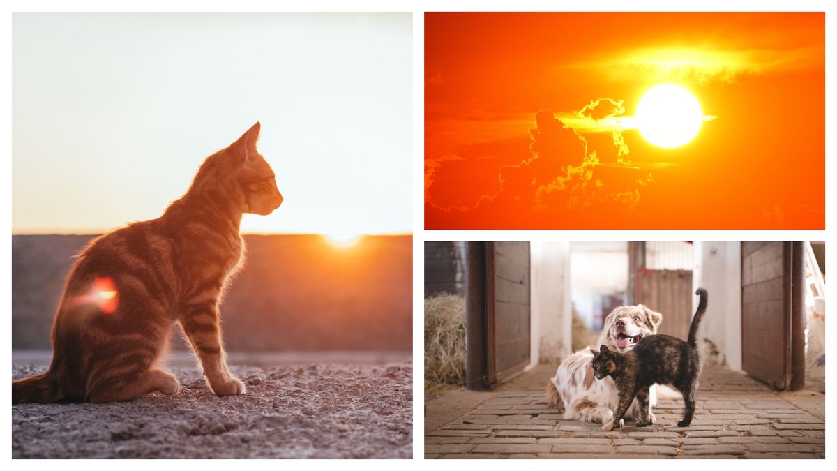 Canicula și animalele de companie 