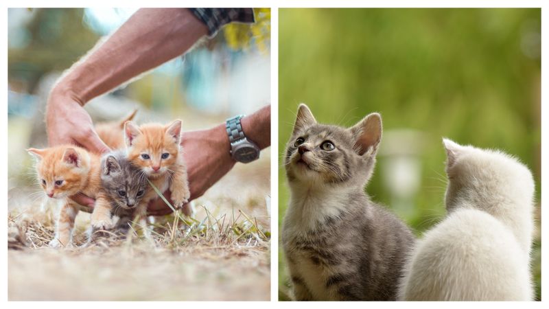 Ce riscă cei care nu au grijă de animale în timpul caniculei