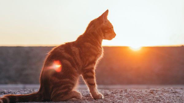 Legea pentru protejarea animalelor în timpul caniculei. Ce amenzi usturoase riscă cei care nu o respectă