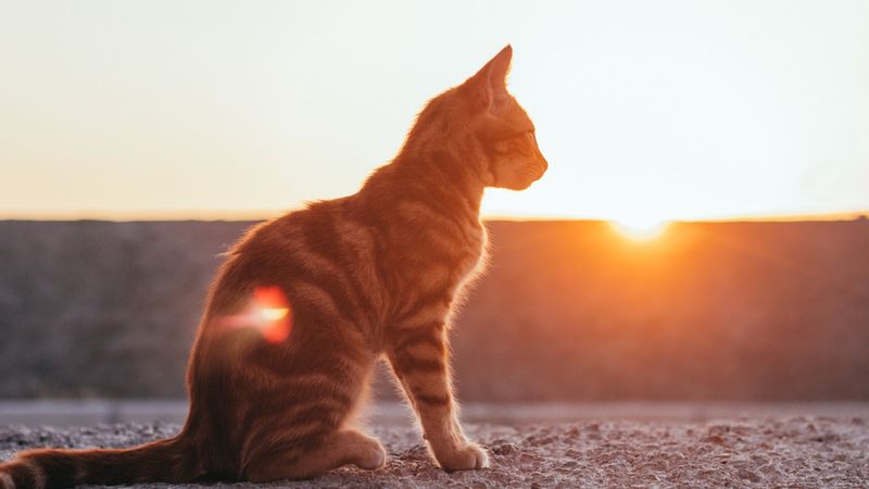 Legea pentru protejarea animalelor &icirc;n timpul caniculei. Ce amenzi usturoase riscă cei care nu o respectă