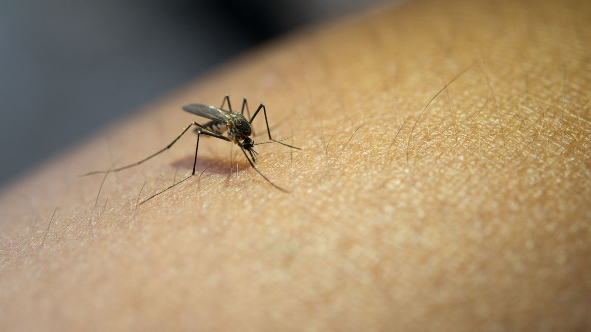Virusul West Nile a fost confirmat în București 