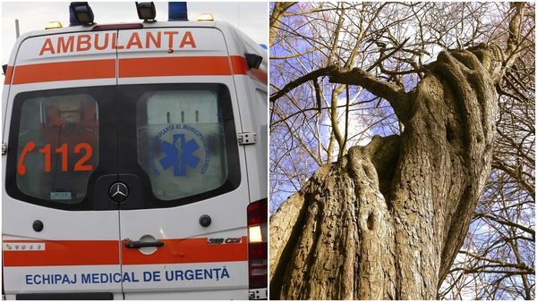 Sfârșit tragic pentru un bărbat din Vâlcea. A murit strivit de un copac