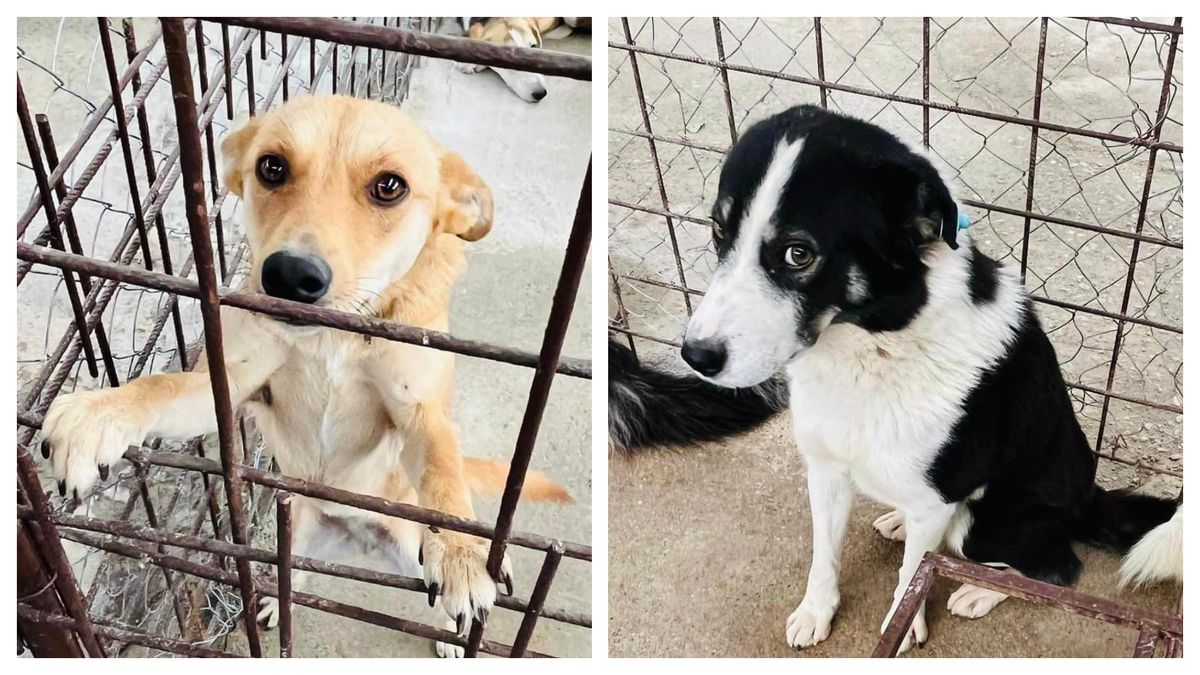 60 de câini eutanasiați în adăpostul public