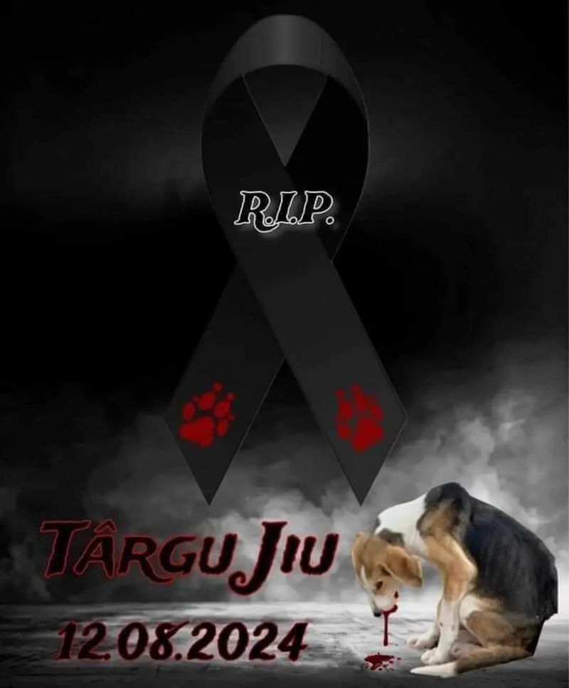 Masacru canin în Târgu Jiu, zeci de câini au fost uciși