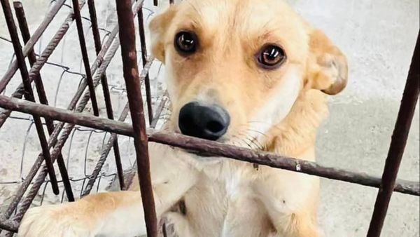 Ucideri &icirc;n masă la un adăpost din T&acirc;rgu Jiu:  zeci de c&acirc;ini fără stăp&acirc;n eutanasiați! Autoritățile, acuzate de cruzime extremă