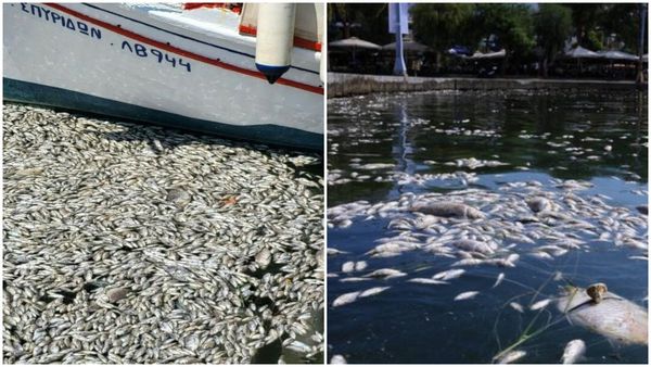 Portul turistic Volos din Grecia, indundat de sute de mii de peşti morţi: "Se întinde pe kilometri". Mirosul fetid a alarmat comunitatea locală