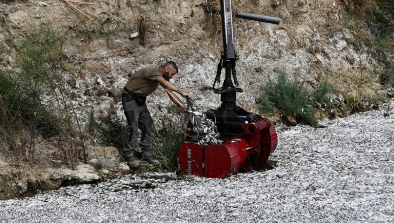 Sute de mii de peşti morţi au invadat un port turistic din Grecia în urma inundaţiilor