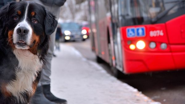 Noi reguli privind accesul animalelor de companie &icirc;n mijloacele de transport &icirc;n comun! Șoferii STB vor fi instruiți periodic