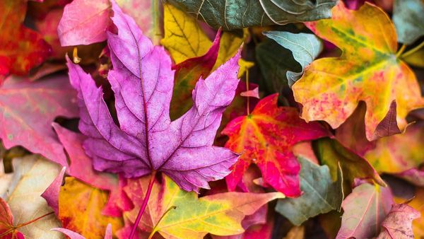Cele mai frumoase mesaje pentru prima zi de toamnă