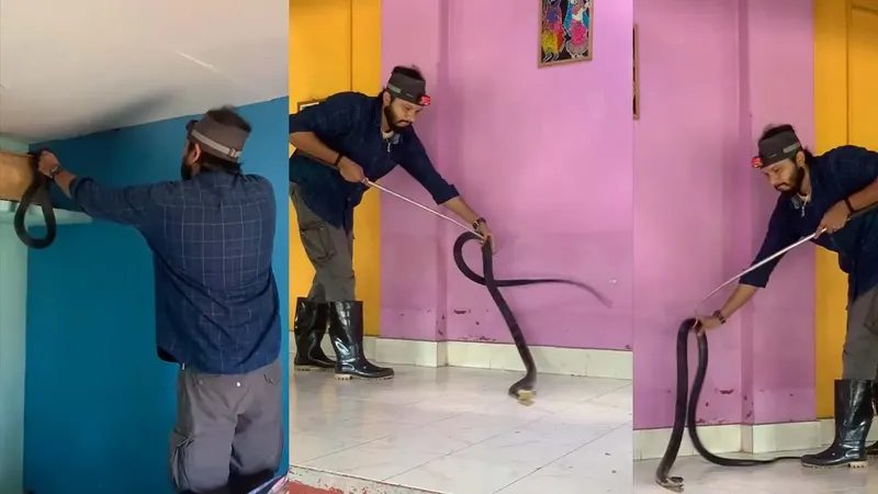 cobra gasita in dormitor