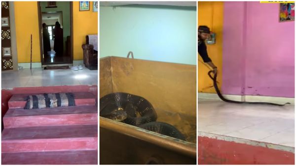 VIDEO. O familie a rămas uluită după ce o cobră uriașă a fost găsită ascunsă &icirc;n dormitor: "O scenă &icirc;nfricoșătoare"
