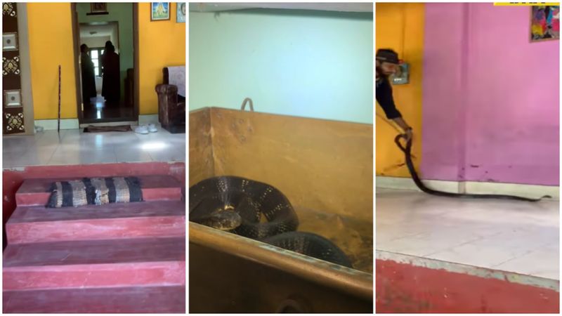VIDEO. O familie a rămas uluită după ce o cobră uriașă a fost găsită ascunsă &icirc;n dormitor: "O scenă &icirc;nfricoșătoare"