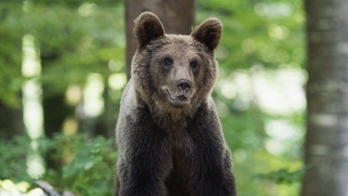 Cu cât sunt amendați cei care hrănesc urșii? 