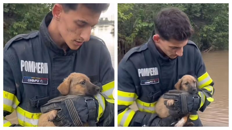 Cățelul a fost salvat din calea apelor și i s-a pus numele de Speranța