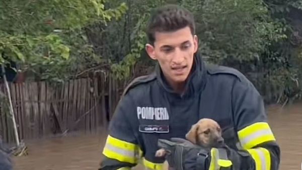 Mesajul sf&acirc;șietor după inundațiile din Galați: &ldquo;Nu ii mai legați, lăsați-i liberi să se poată salva&rdquo;
