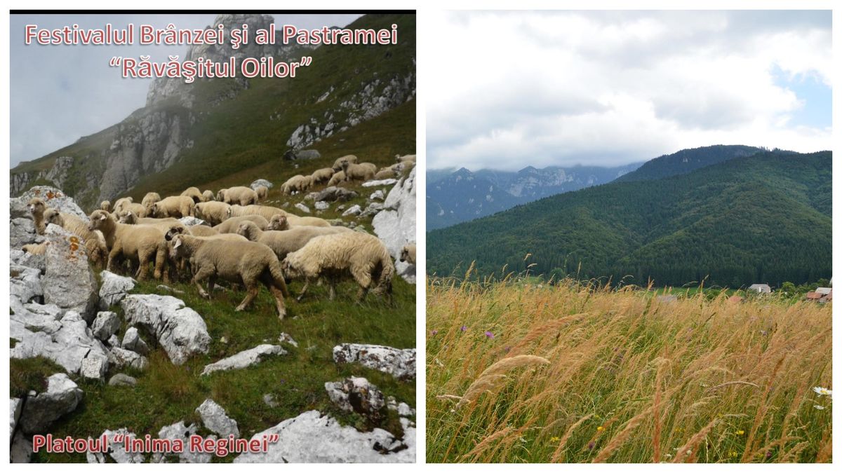 Când are loc Festivalul Brânzei şi Pastramei de la Bran? 