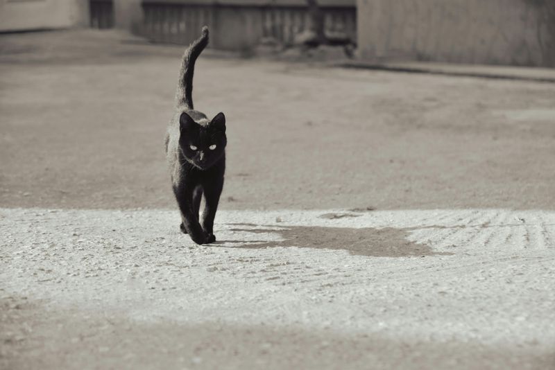 Superstițiile legate de vineri 13 