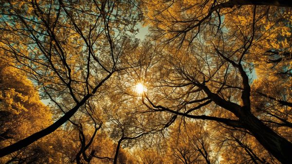 Azi, 22 septembrie 2024, are loc echinocțiul de toamnă! Tradiții și obiceiuri pentru ziua în care începe toamna astronomică