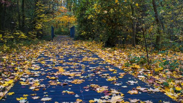 Vremea se schimbă radical: Temperaturi scăzute și ploi în multe regiuni, începând de săptămâna viitoare