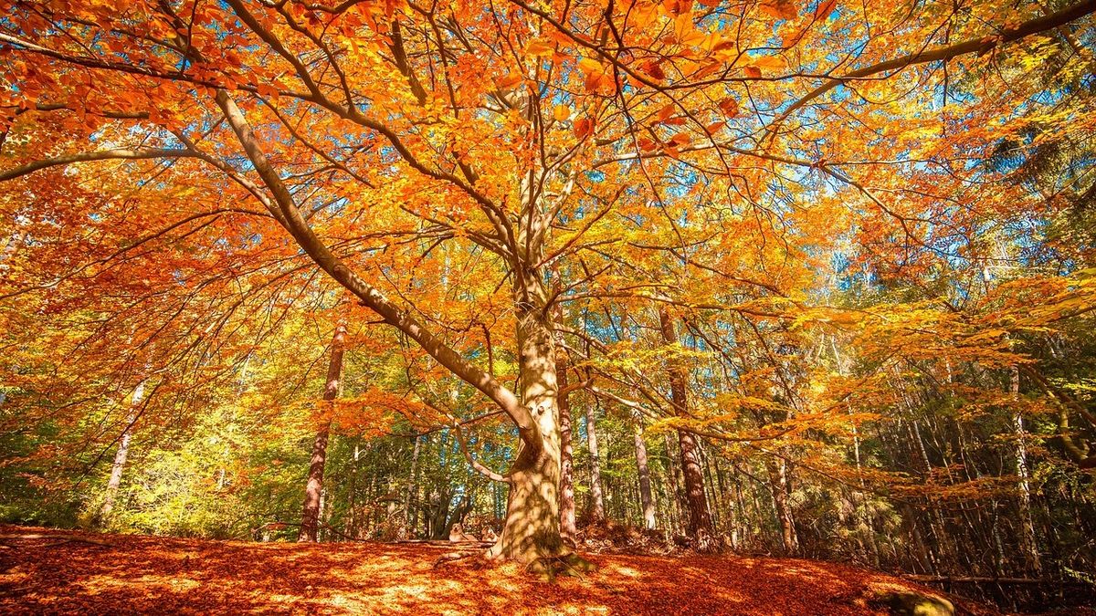 Tradiții pentru luna octombrie 2024