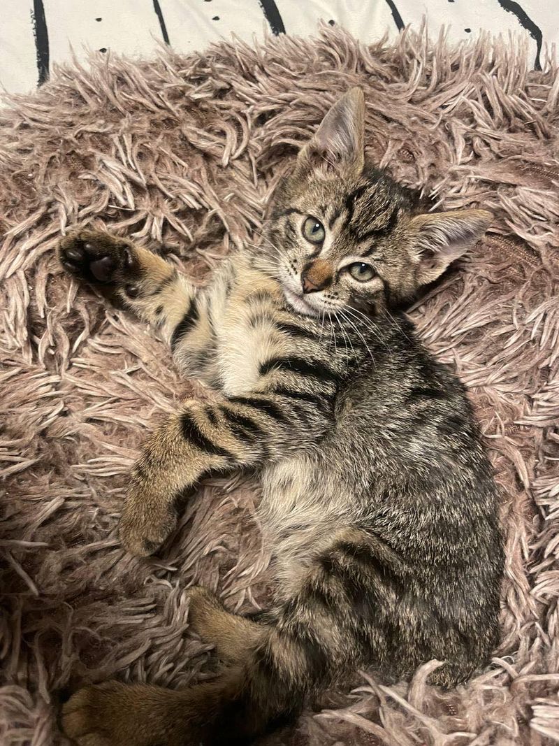 Motănelul a fost adoptat de cei doi