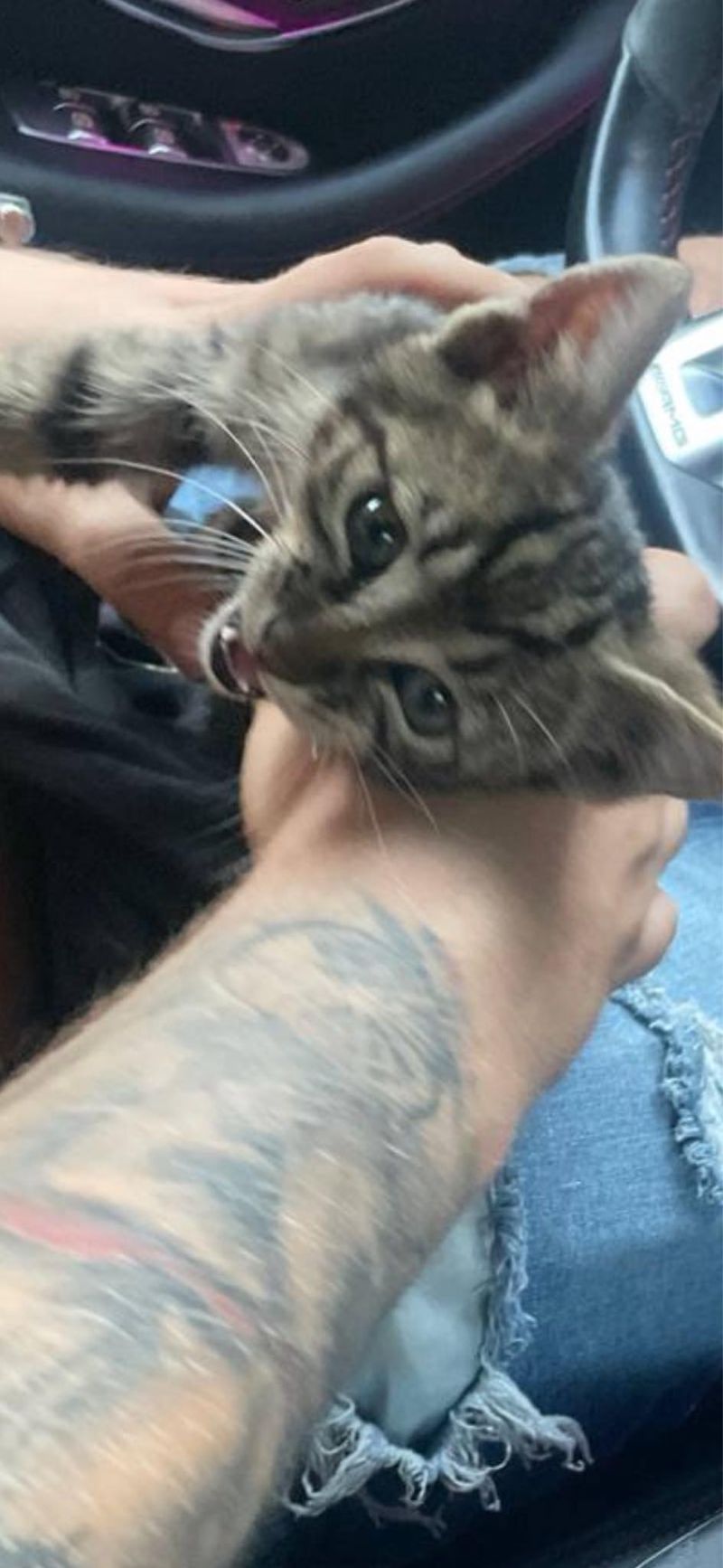 Puiul pe pisică era extrem de speriat 