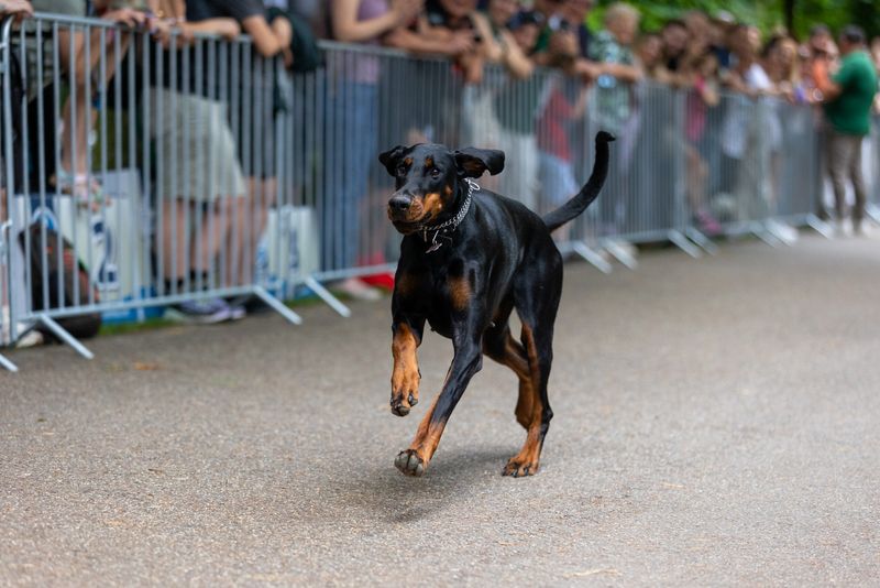 Când și unde are loc Dog Speed Run 50m – alergare de viteză pentru căței? 