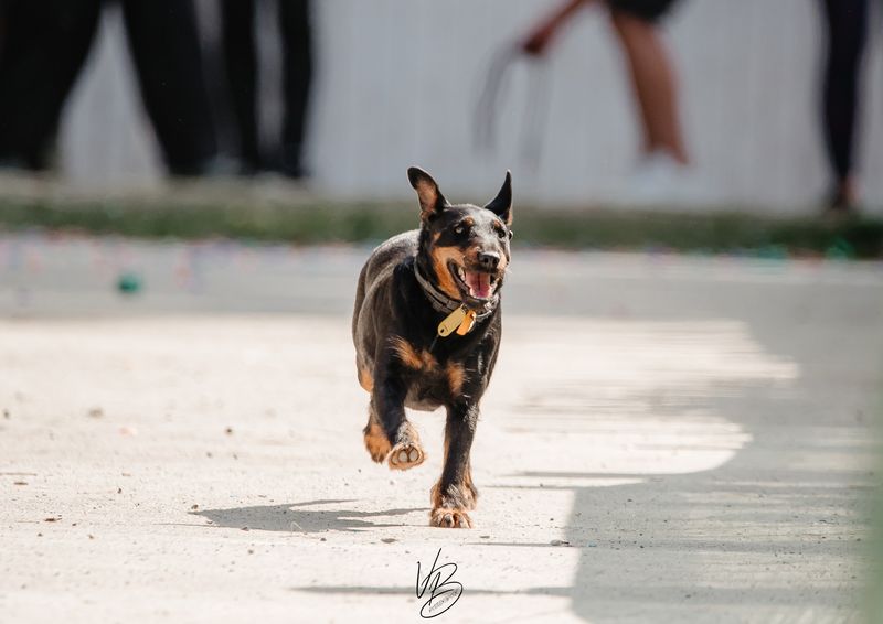 Dog Speed Run 50m – alergare de viteză pentru căței așteaptă 100 de participanți 