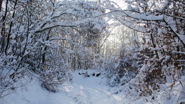 Slăbirea vortexului polar aduce o iarnă grea în România! Anunțul făcut de meteorologi