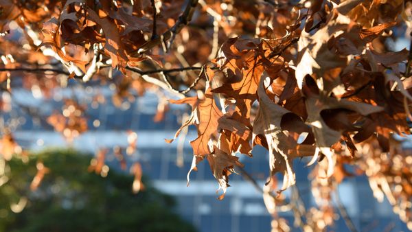România, lovită de ger la final de octombrie! Zonele în care se vor înregistra -10 grade Celsius