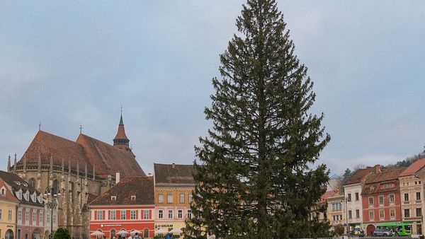 Unde se află cel mai înalt brad de Crăciun împodobit din țară
