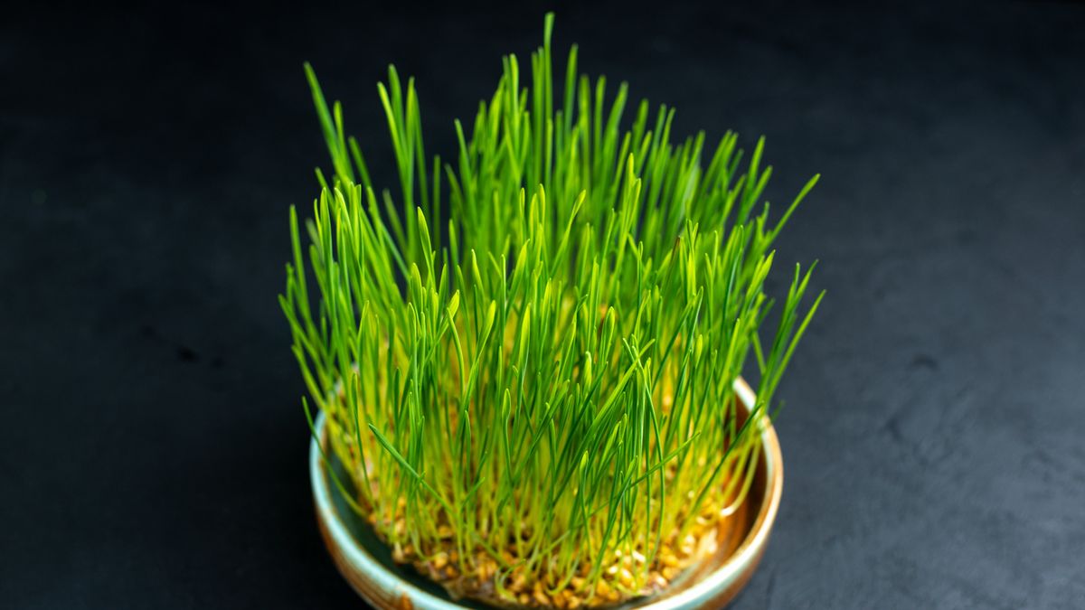 Când se pune grâul la încolțit de Sf. Andrei? 