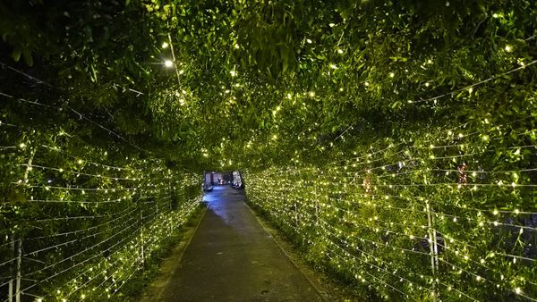 Unde poți vedea în București cea mai mare instalație de vâsc din lume?