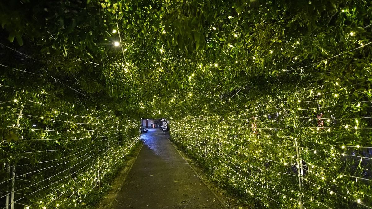 Cea mai mare instalație de vâsc din lume se află în București