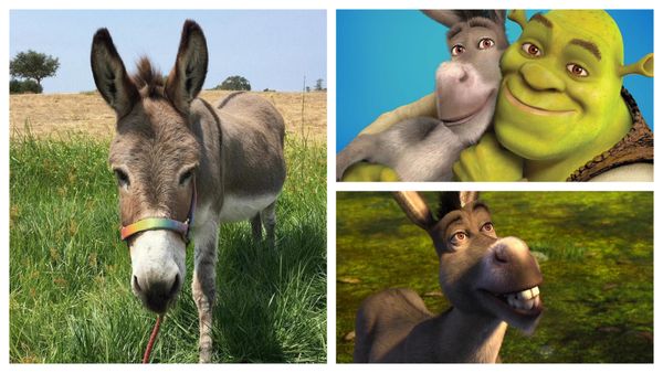 Măgarul Perry, care a inspirat personajul legendar din „Shrek”, a murit