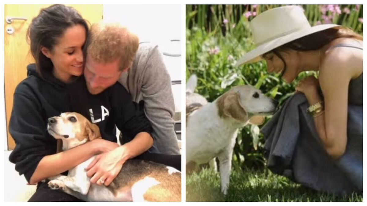 A murit câinele lui Meghan Markle 
