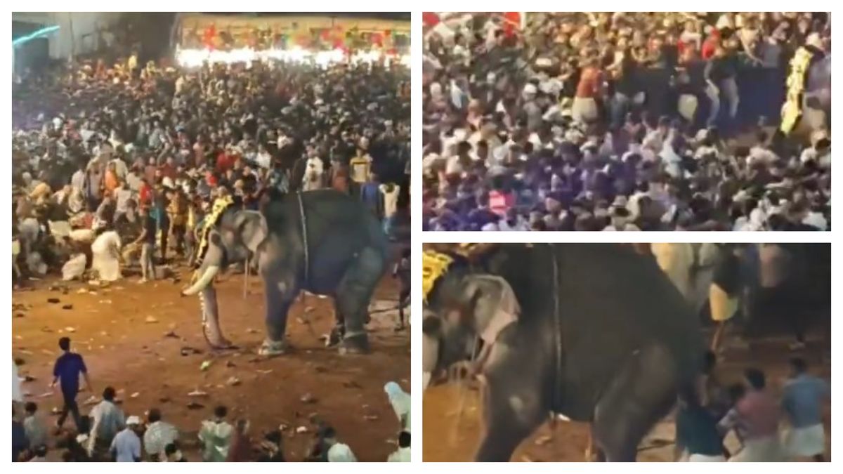 Un elefant atacă mai multe persoane la un festival 