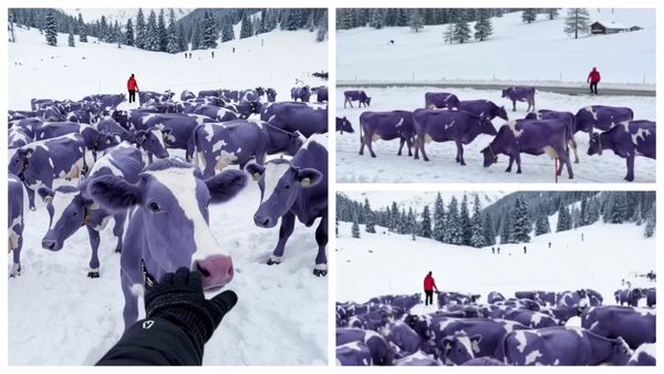 Vacuțele Milka chiar există! Cum au fost surprinse acestea &icirc;n Alpii &icirc;nzăpeziți