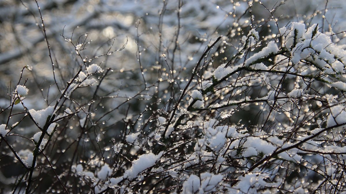 Ninsori, vânt puternic și temperaturi scăzute