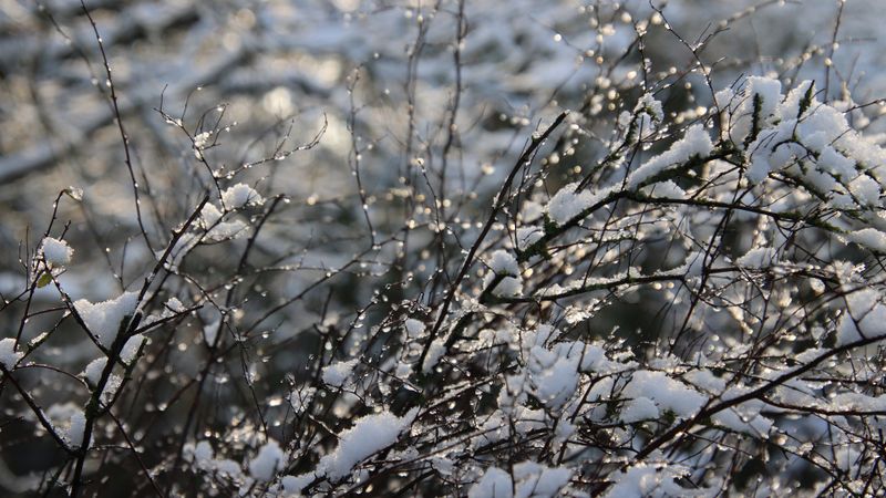 Ninsori, vânt puternic și temperaturi scăzute